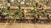 5.000 Mangrove untuk Masa Depan Hijau dan Solusi Polusi Udara di Pesisir Jakarta