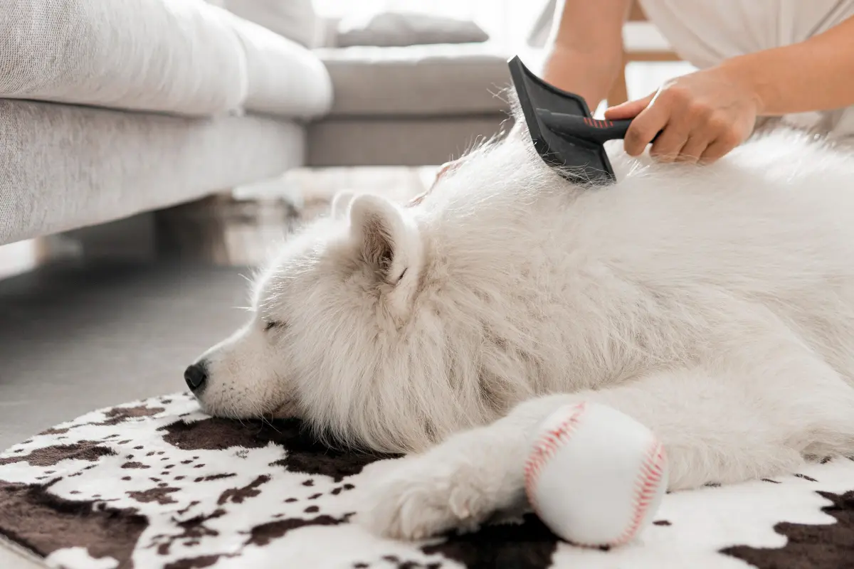 Dog Brushing