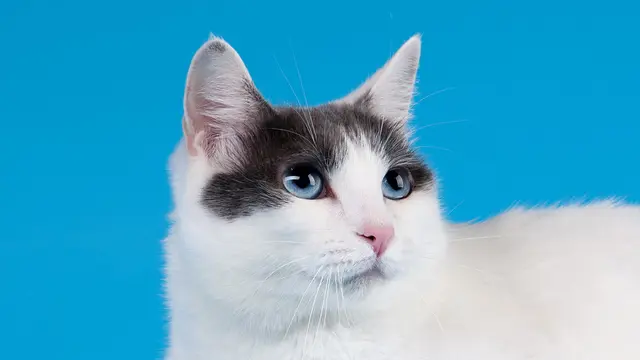 Punya Sejarah Panjang, 5 Ras Kucing dari Asia ini Sempat Dipuja Bak Raja