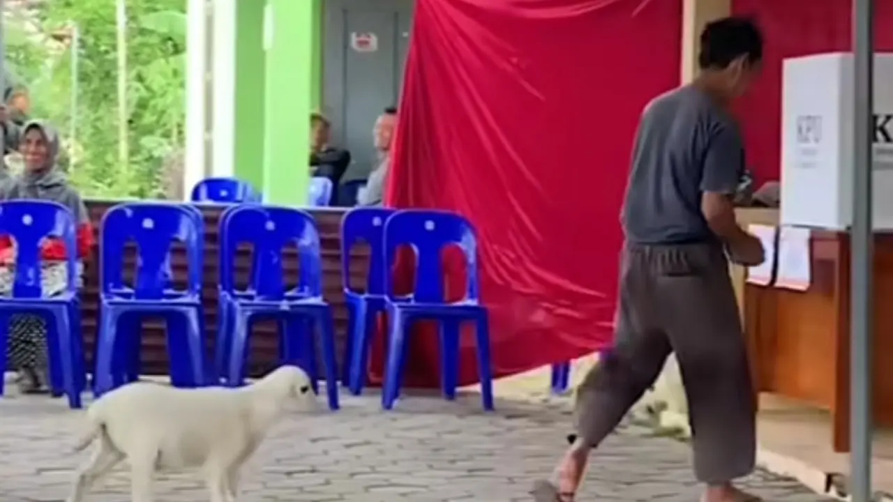Kambing Ikut Nyoblos