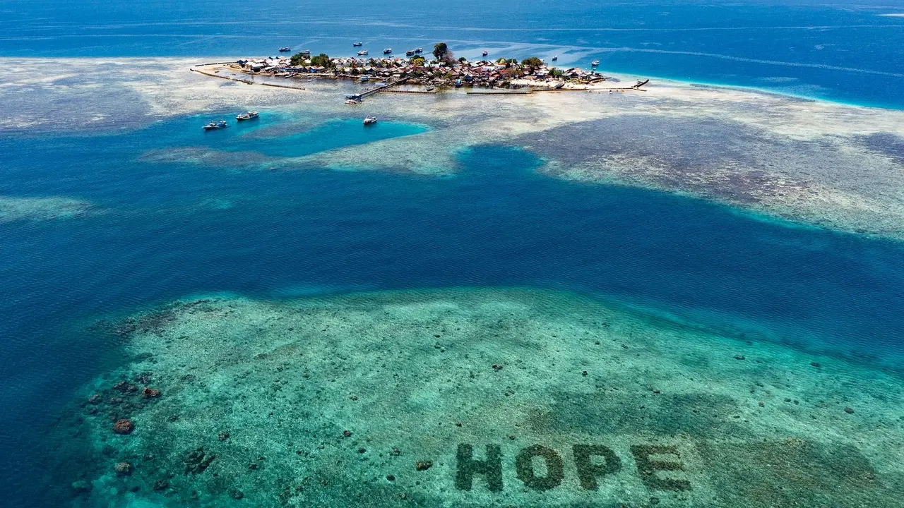 Tertarik Bergabung dalam Proyek Restorasi Terumbu Karang Terbesar di Dunia? Yuk Ikuti SHEBA Hope Advocate Program