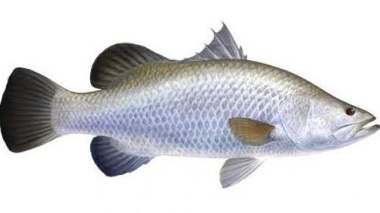 <b>6. Ikan Kakap Putih</b><br>