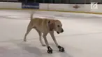 Bennu, anjing jenis Labrador memiliki kemampuan yang tidak dapat ditemui di anjing lain. Ia pandai berseluncur di arena seluncuran es.