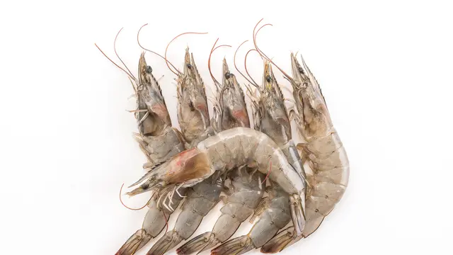 Ilustrasi udang