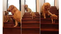 Foto: Anjing jenis Golden Retriver bernama Japan (youtube.com)