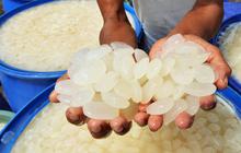 Berkah kolang kaling kala Ramadan di Aceh Besar