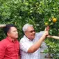 Rizal Pahlevi tengah mengamati satu buah jeruk Garut yang matang di pohonnya di are Agrowisata Eptilu, Cikajang, Garut, Jawa Barat. (Liputan6.com/Jayadi Supriadin)