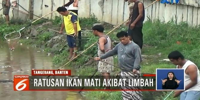 Warga Berbondong-bondong Tangkap Ratusan Ikan Mati di Kali Cisadane