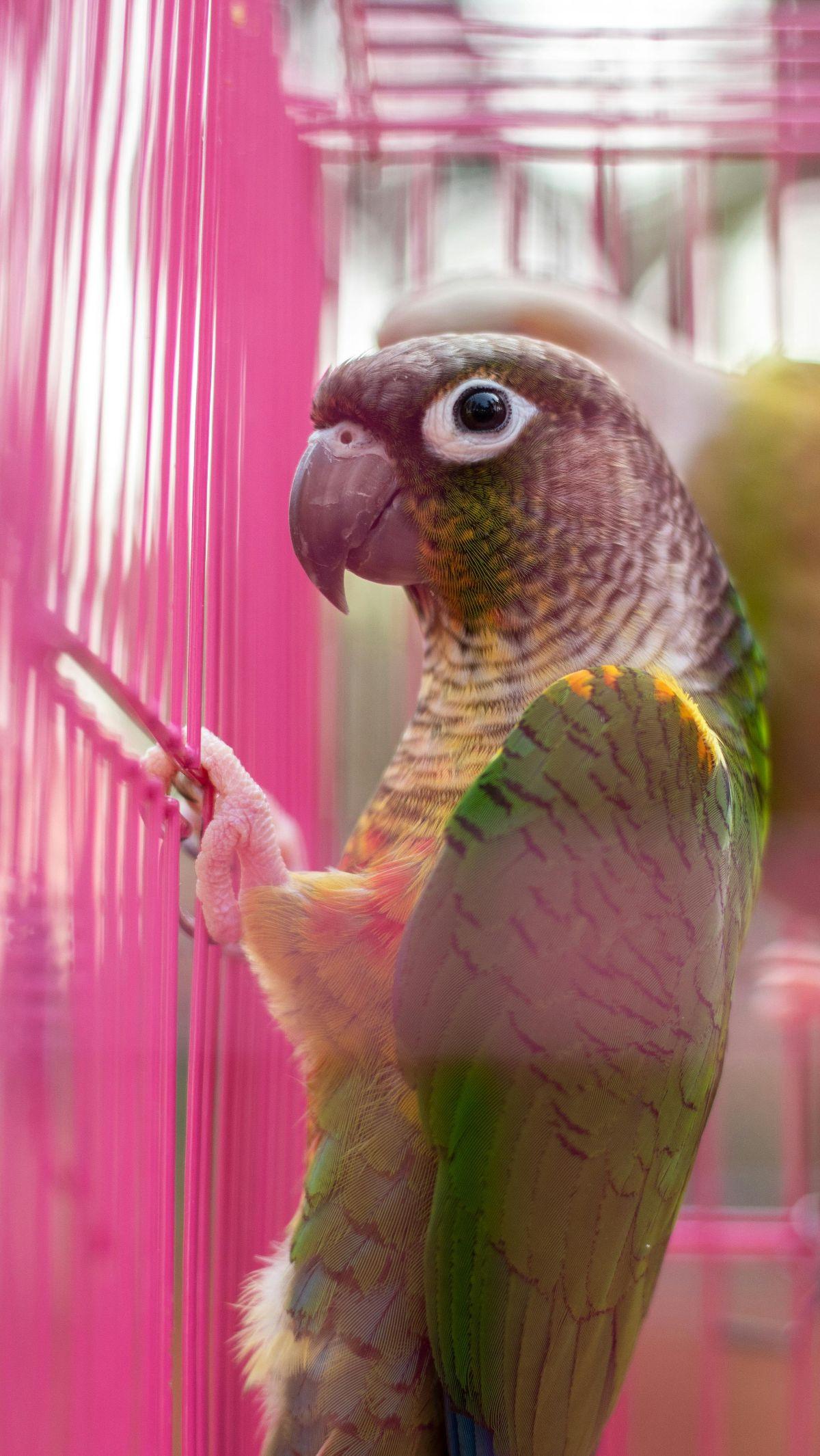 <b>Burung Beo Neotropis</b>