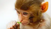Ilustrasi bayi monyet. (dok. pexels/Moon Bhuyan)