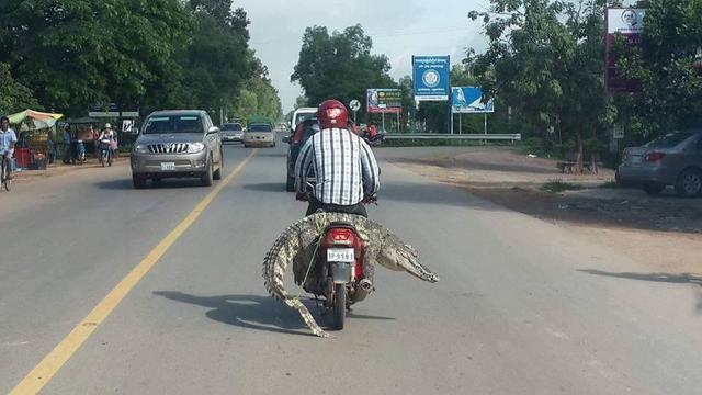 Potret Lucu Saat Hewan Dibonceng Pakai Motor Ini Bikin Ketawa, Anteng Bange
