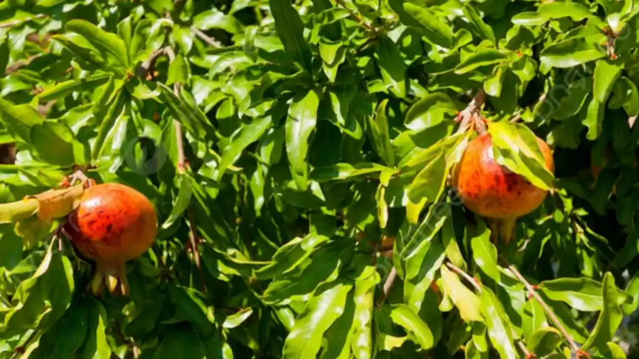 Daun Buah Delima
