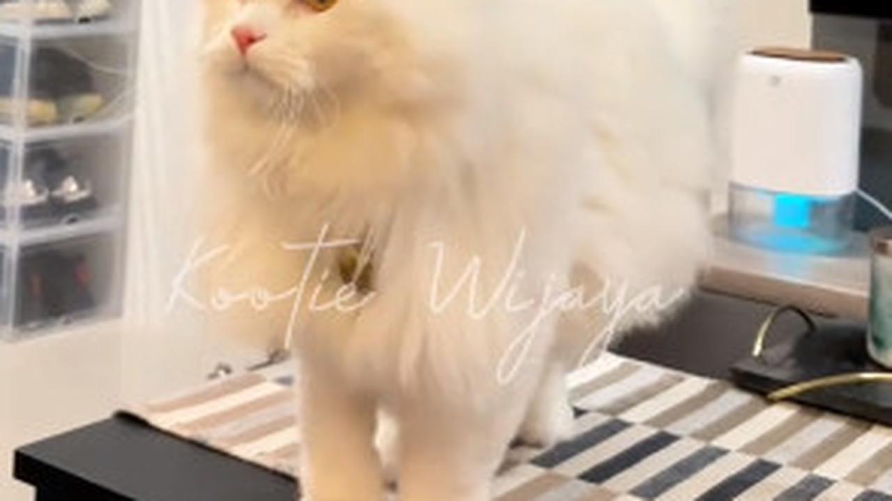 Lucu Menggemaskan, Kucing ini 'Bisa Bicara'