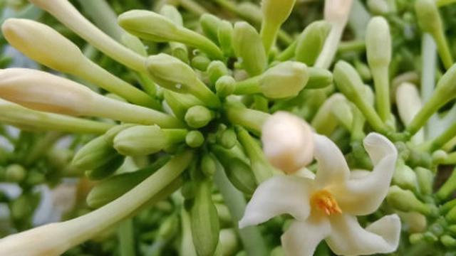 Resep Mudah Mengolah Bunga Pepaya Jadi Lezat dan Tidak Pahit