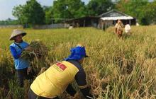 DKP Kota Tangerang Pacu Target Produksi Gabah Tangerang Lebih dari 1.600 Ton