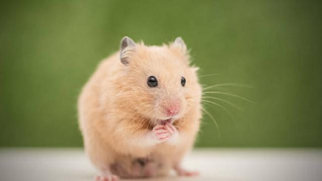 Ilustrasi hamster (iStock)