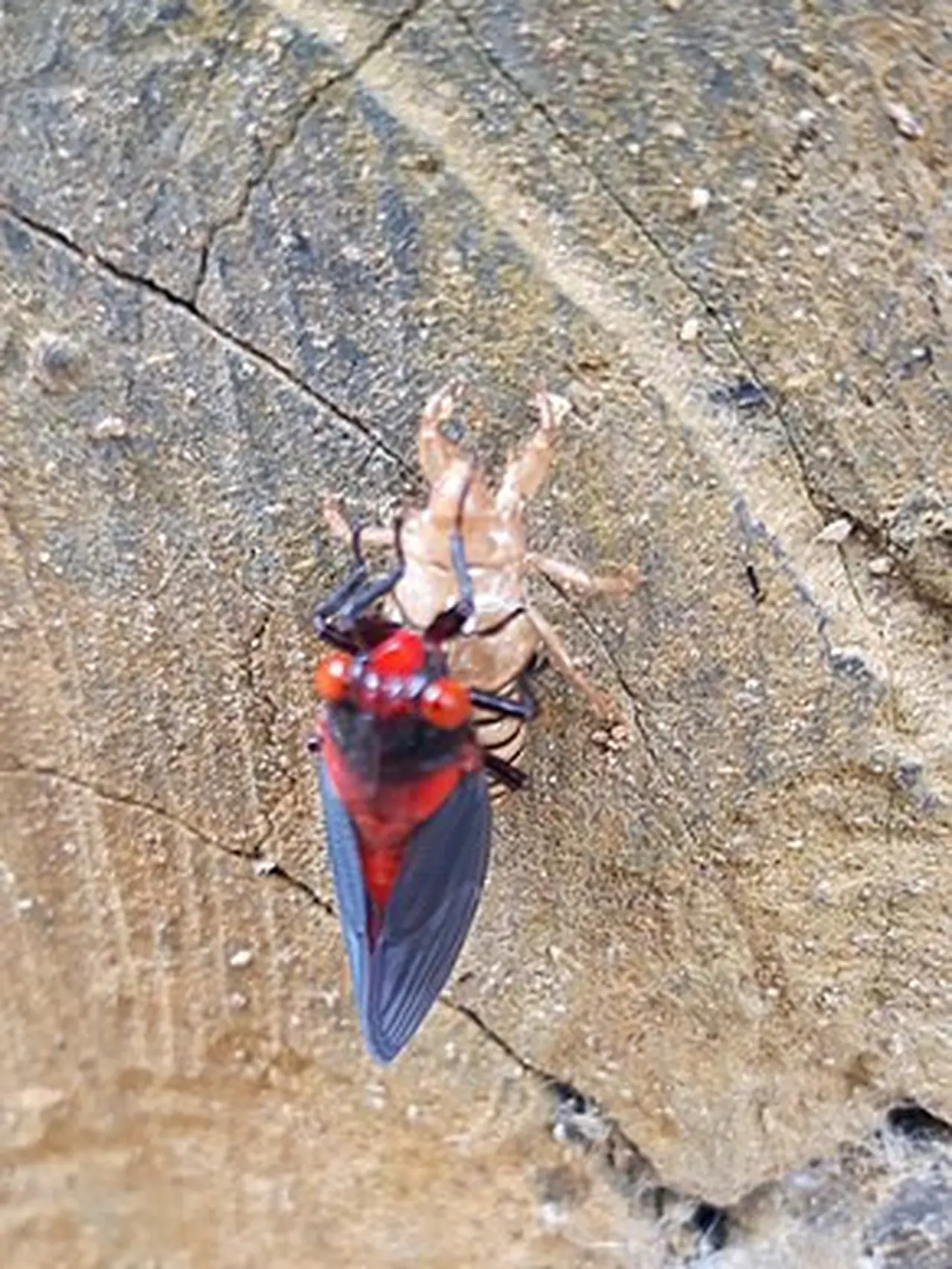 Cicadas Adalah Serangga Bersuara Nyaring, Ketahui Fase Metamorfosisnya
