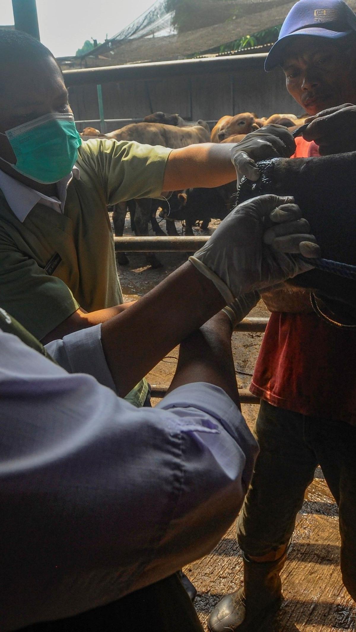 Pemeriksaan kesehatan dan pemberikan vitamin dilakukan di kandang CV Puput Bersaudara, Rangkapan Jaya, Depok, Rabu (05/06/2024). Foto: merdeka.com / Arie Basuki<br>
