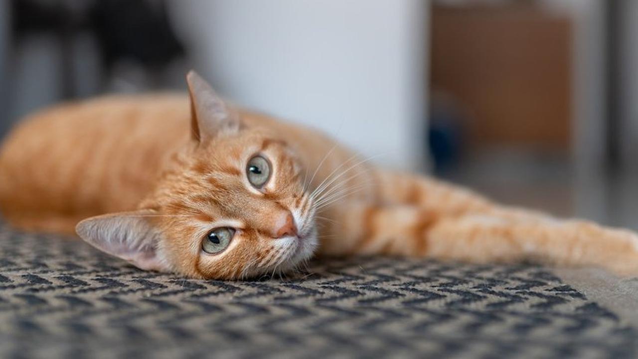 Tips Ampuh dan Cepat Membersihkan Bulu Kucing di Karpet, Anti Gagal dan Dijamin Mengangkat Semua Bulu
