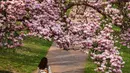 Seorang wanita berjalan di bawah pohon magnolia yang sedang mekar di tepi Sungai Ill, Strasbourg, Prancis, 21 Maret 2022. Magnolia adalah salah satu marga tumbuhan berbunga yang dikenal luas karena bunganya indah dan menyebarkan aroma harum. (PATRICK HERTZOG/AFP)