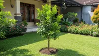 8 Pohon Buah Mini yang Tidak Merusak Pondasi Rumah, Cocok untuk Kebun Hijau Cantik Sekitar Hunian