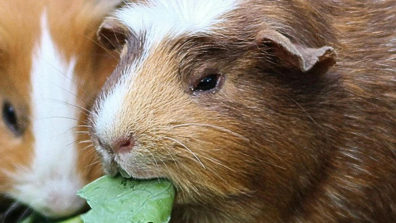 <b>Marmut, Berhibernasi dengan Memperlambat Pernapasan</b>