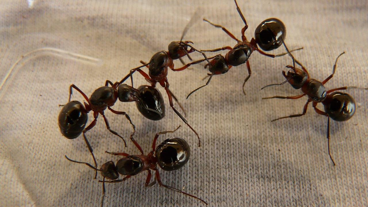 Tanpa Perlu Membunuh, Ini 7 Cara Mengusir Semut yang Aman untuk Anak & Hewan Peliharaan