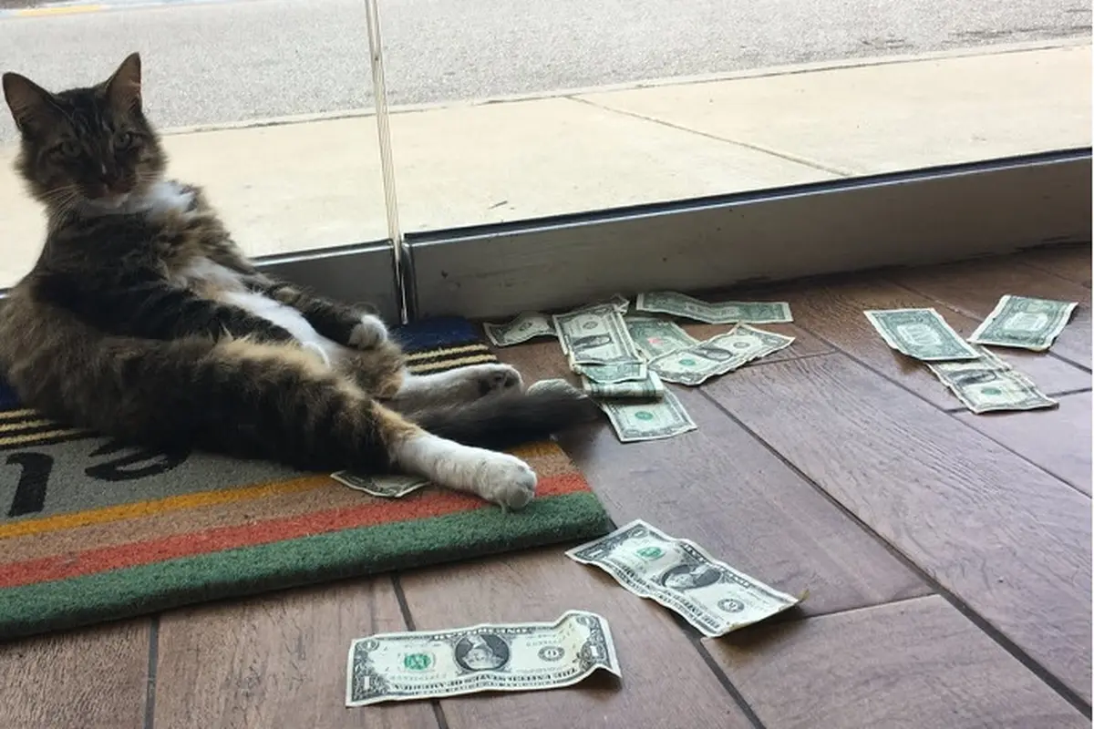 Kucing Ini Beri Tuannya Uang Setiap Hari, dari Mana Asalnya?