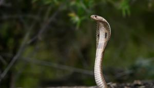 Ilustrasi Ular. (Unsplash - Nivedh P)