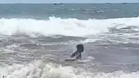 Aksi Heroik Ayah Selamatkan Anaknya yang Terseret Arus di Pantai Drini Gunungkidul