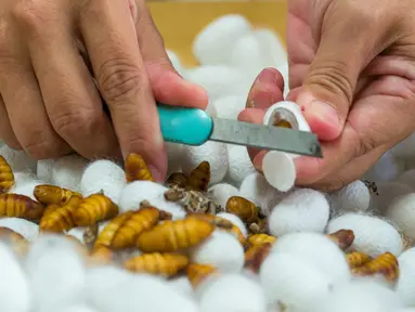 Gambar yang diambil pada 27 Oktober 2021 ini menunjukkan pekerja memotong kepompong ulat sutra di sebuah stasiun penelitian pertanian di Miaoli, Taiwan. Para ilmuwan di Taiwan mengembangkan makanan kucing dari bahan dasar yang agak tidak biasa - kepompong ulat sutra. (Sam Yeh/AFP)
