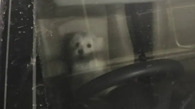 Anjing ditinggal di dalam mobil selama 8 jam oleh pemiliknya