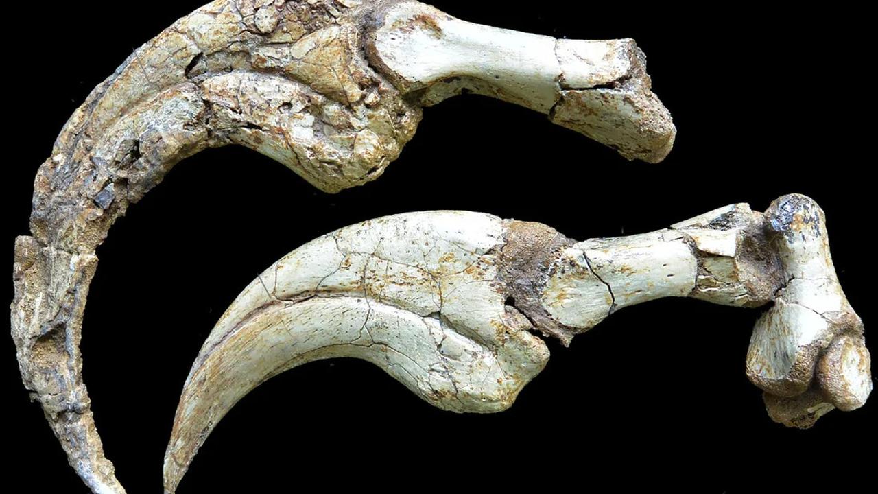 Duonychus Tsogtbaatari