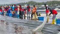 KKP Fokus Tingkatkan Produksi Budidaya Ikan, Revitalisasi Ribuan Hektare Tambak