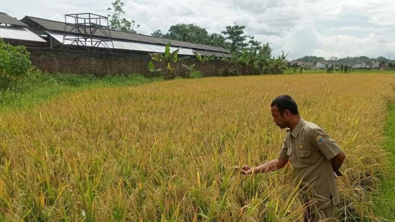 Wow, Harga Pupuk Bersubsidi Turun 20%! Petani Lebak Optimis Produksi Pangan Meningkat Drastis