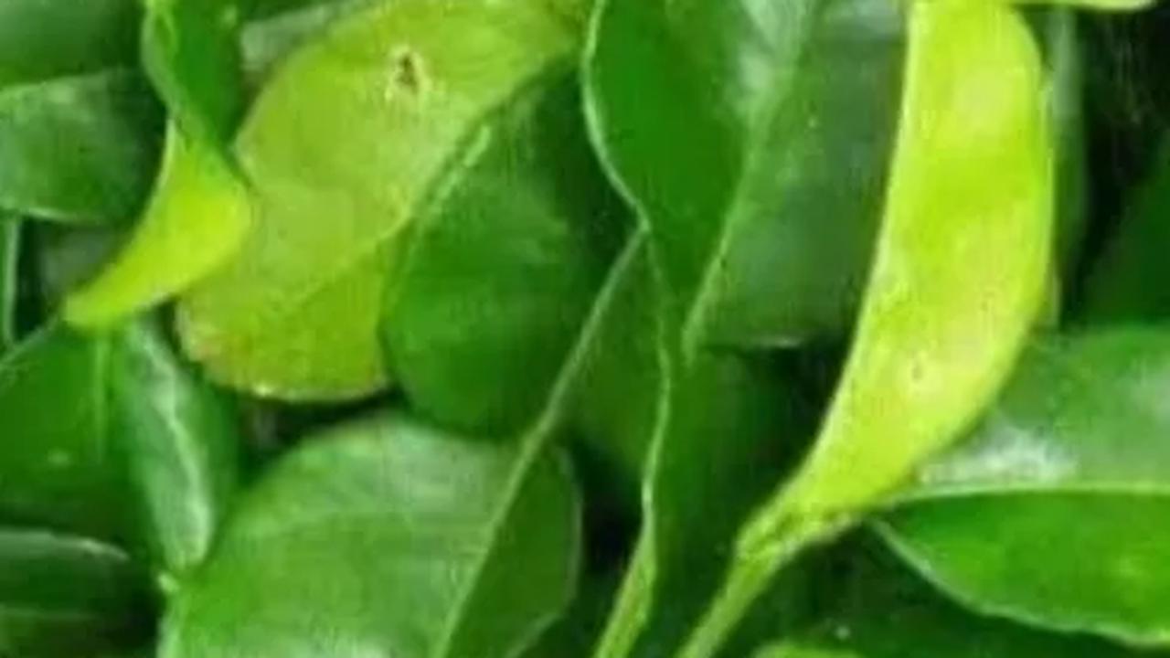 Buah dan daunnya dapat dikonsumsi, dengan daun jeruk purut memiliki aroma khas yang sering digunakan sebagai bumbu aromatik dalam masakan.