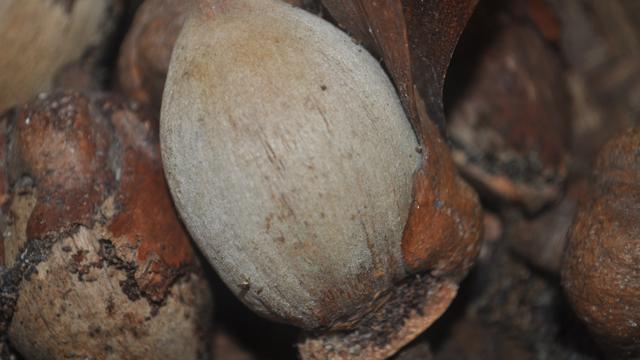 Tengkawang. (Foto: Liputan6.com/Aceng Mukaram)