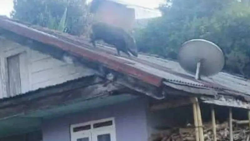 Celeng atau babi hutan di atap rumah warga Kalisat, Kalibening, Banjarnegara. (Foto: Liputan6.com/Muhamad Ridlo)