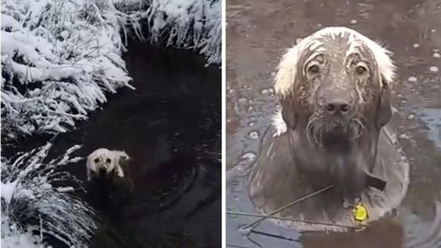 7 Potret Kocak Anjing Habis Bermain Lumpur, Gemes Banget