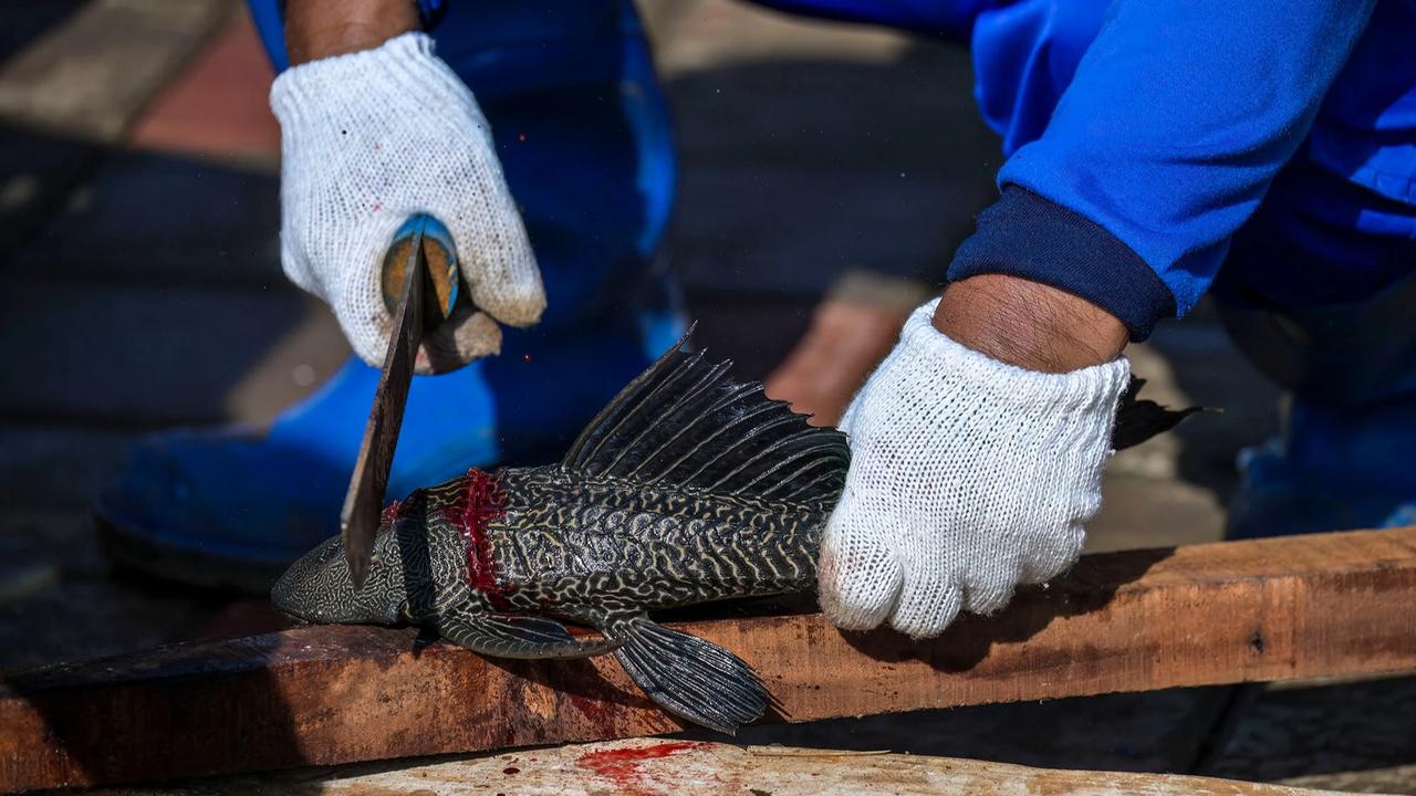 FOTO:Pemusnahan Ikan Sapu Sapu di Waduk Kaja Ciracas