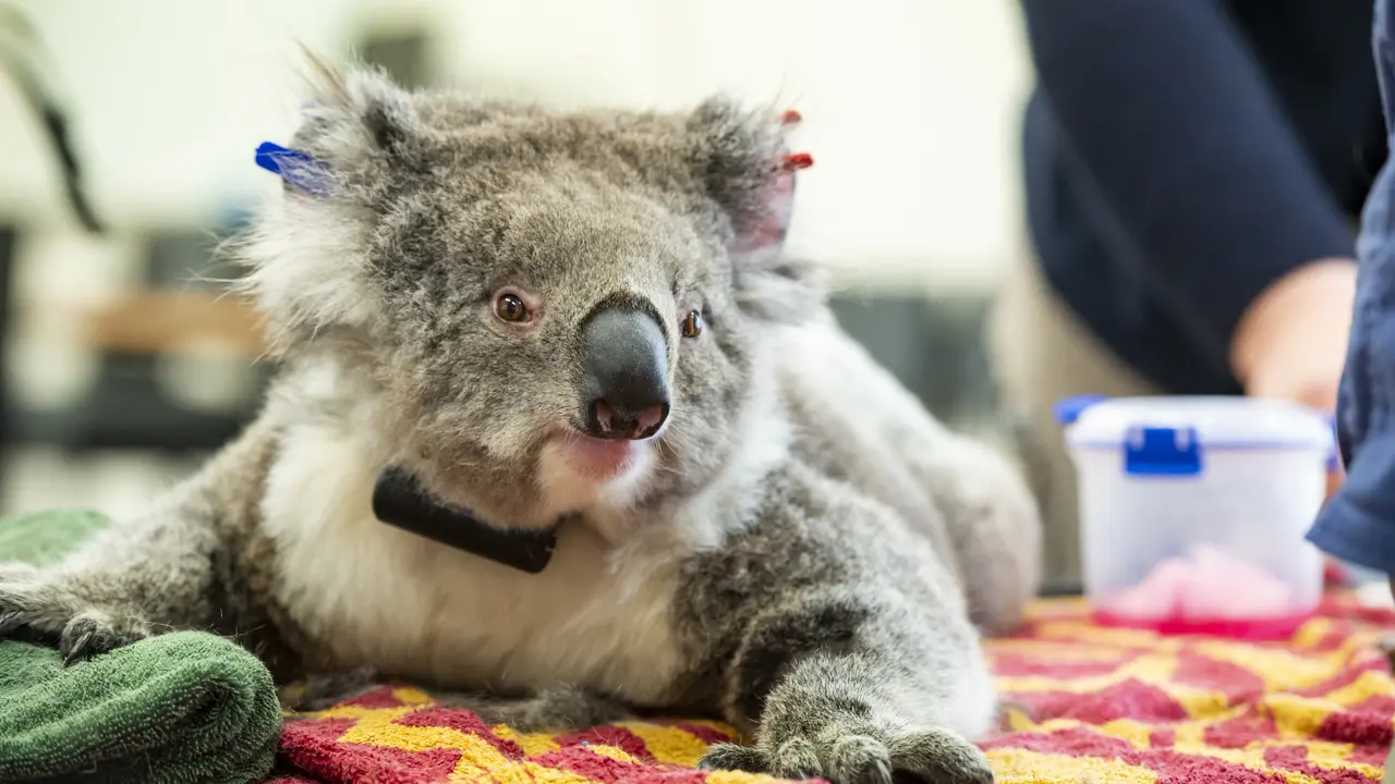 Koala yang Selamat dari Kebakaran Hutan Australia