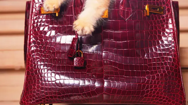 Jadi Anabul Sultan, Kucing Tasya Farasya Tampil Menggemaskan di Dalam Tas Hermes Rp1,9 Milyar dan Kalung Rp69 Jutaan