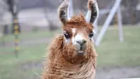 50 Llama Jokes So Good You’ll Spit Out Your Drink
