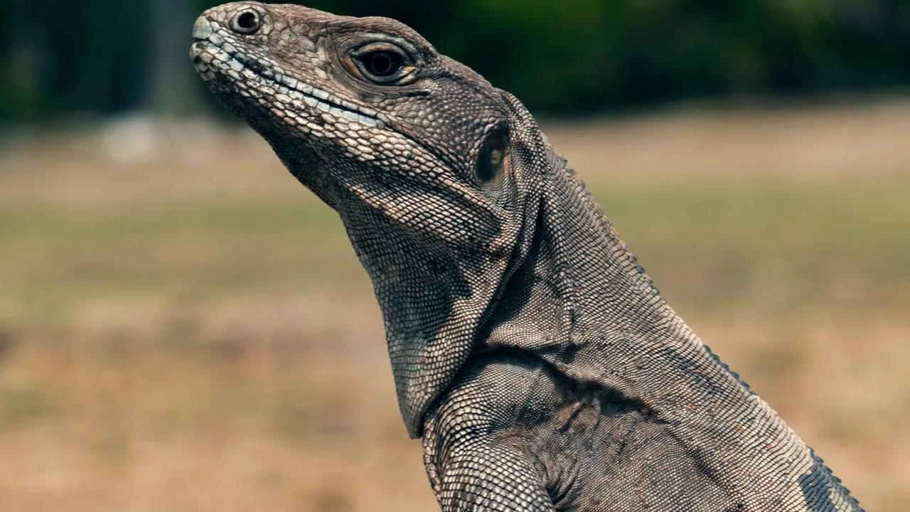 Cara Gampang Tangkap Biawak, Ini Panduan Aman dan Etis untuk Penanganan