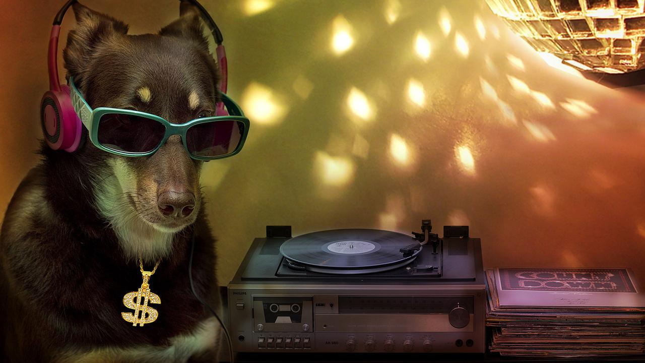 Joget Lagu ‘Sorry’ Justin Bieber, Anjing Ini Buat Kamu Naksir