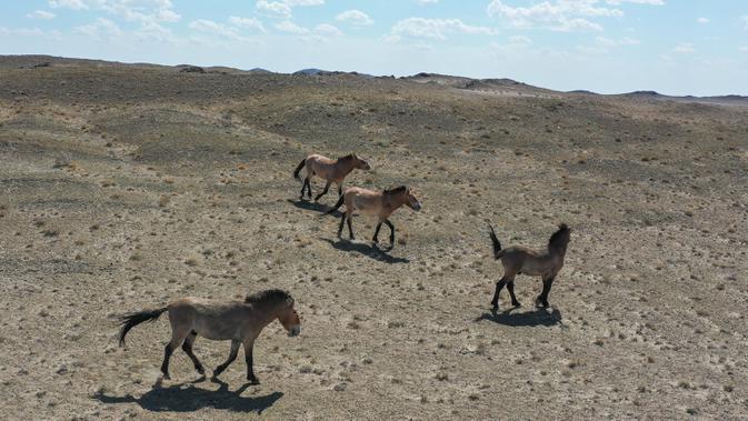 Kawanan kuda Przewalski terlihat di Cagar Alam Kalamayli, Daerah Otonom Uighur Xinjiang, China barat laut, pada 3 Juni 2020. (Xinhua/Ding Lei)