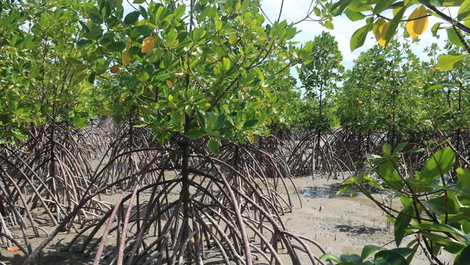 Hutan mangrove. Kementerian KKP