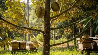 Cara Merawat Pohon Durian Agar Hasilkan Panen Maksimal Ala Petani di Wonosobo
