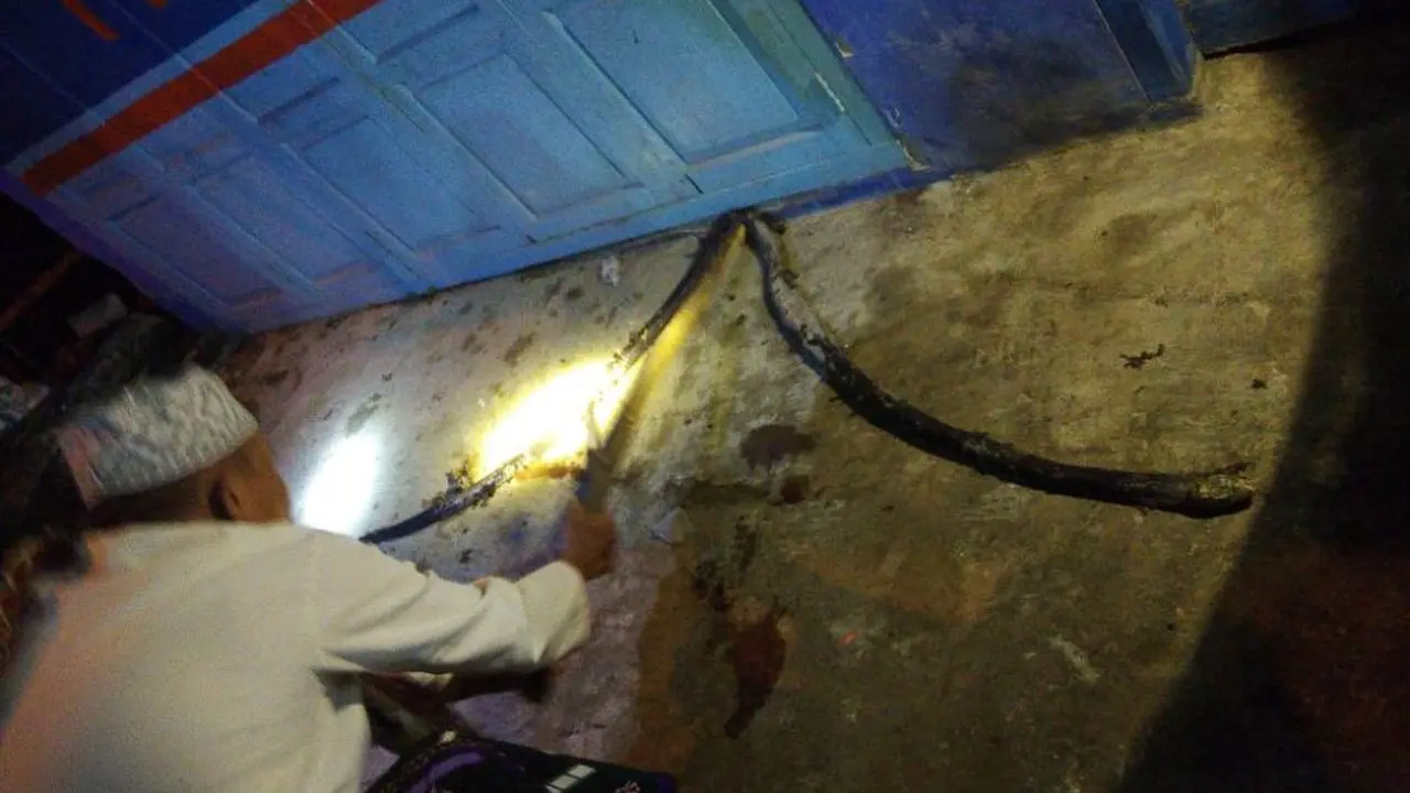 Ular King Kobra yang menggigit Fatimah (38) diburu dan dibunuh oleh warga Cihonje, Gumelar, Banyumas. (Foto: Liputan6.com/BPBD BMS/Muhamad Ridlo)