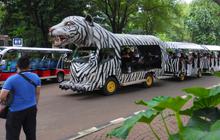 Taman Margasatwa Ragunan Buka Malam Hari Mulai Sabtu 11 Oktober 2025, Simak Informasi lengkapnya Berikut Ini